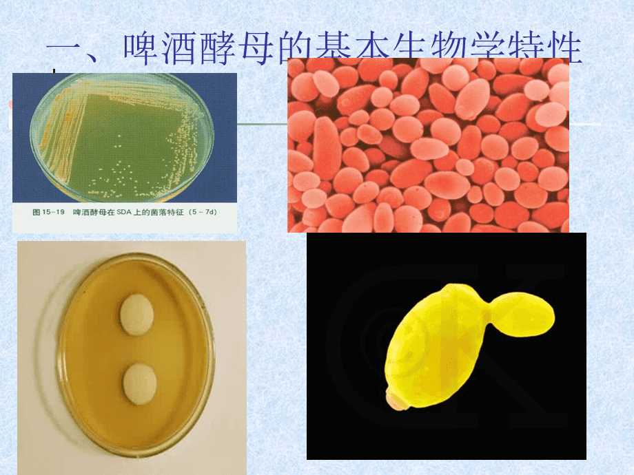 啤酒酵母菌的擴(kuò)大培養(yǎng) 從實(shí)驗(yàn)室到發(fā)酵罐